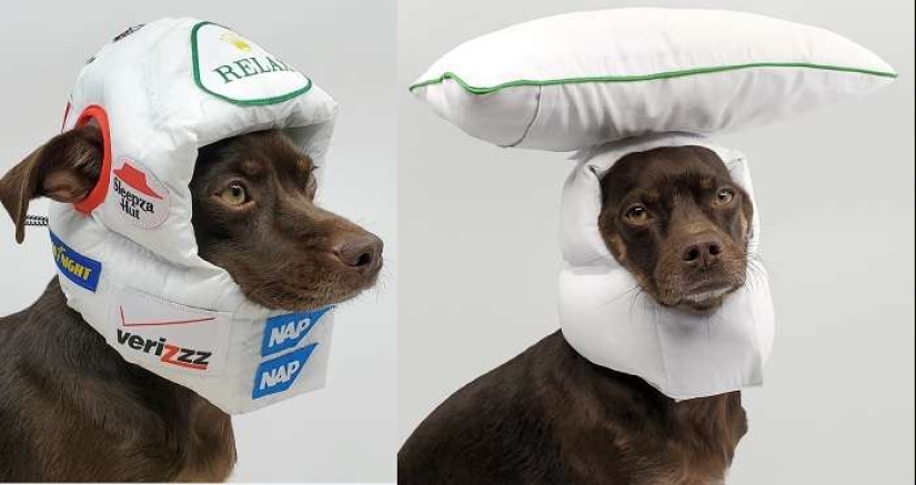 22 cosas inusuales creadas por diseñadores y artesanos para animales 22 cosas inusuales creadas por diseñadores y artesanos para animales