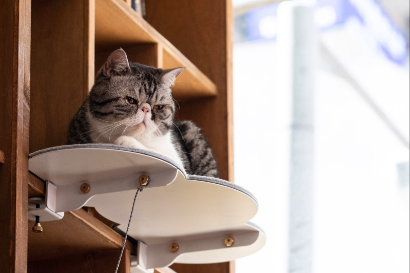 22 cosas inusuales creadas por diseñadores y artesanos para animales 22 cosas inusuales creadas por diseñadores y artesanos para animales