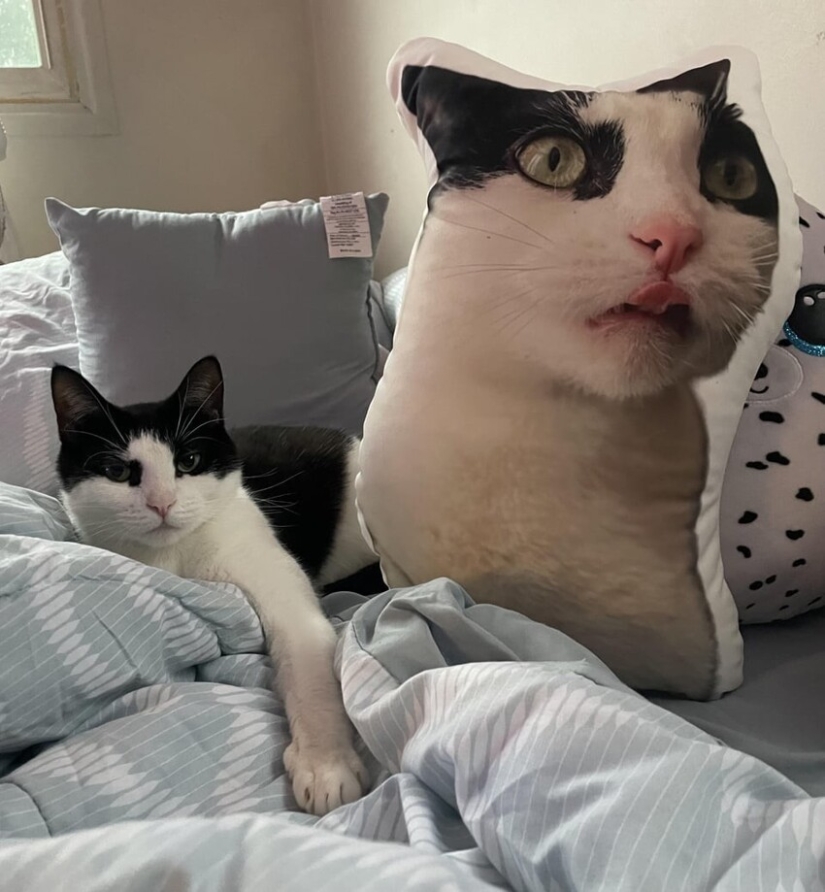 22 cositas y decoración divertidas que hicieron reír y deleitar a los dueños de la casa