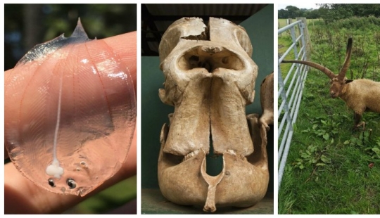 22 curiosidades de todo el mundo que definitivamente vale la pena ver 22 curiosidades de todo el mundo que definitivamente vale la pena ver