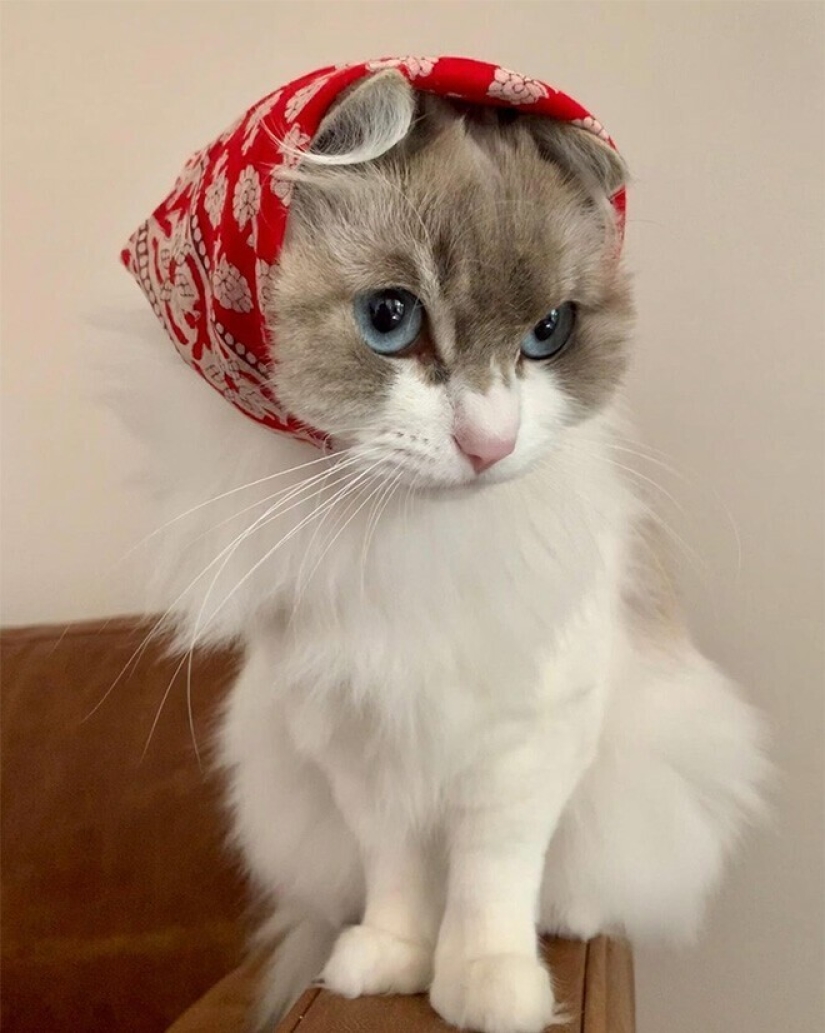 22 cute cats in headscarves 22 cute cats in headscarves