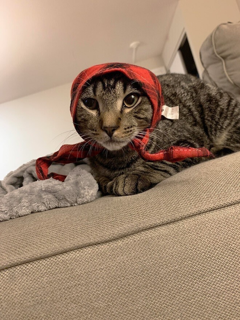 22 cute cats in headscarves 22 cute cats in headscarves