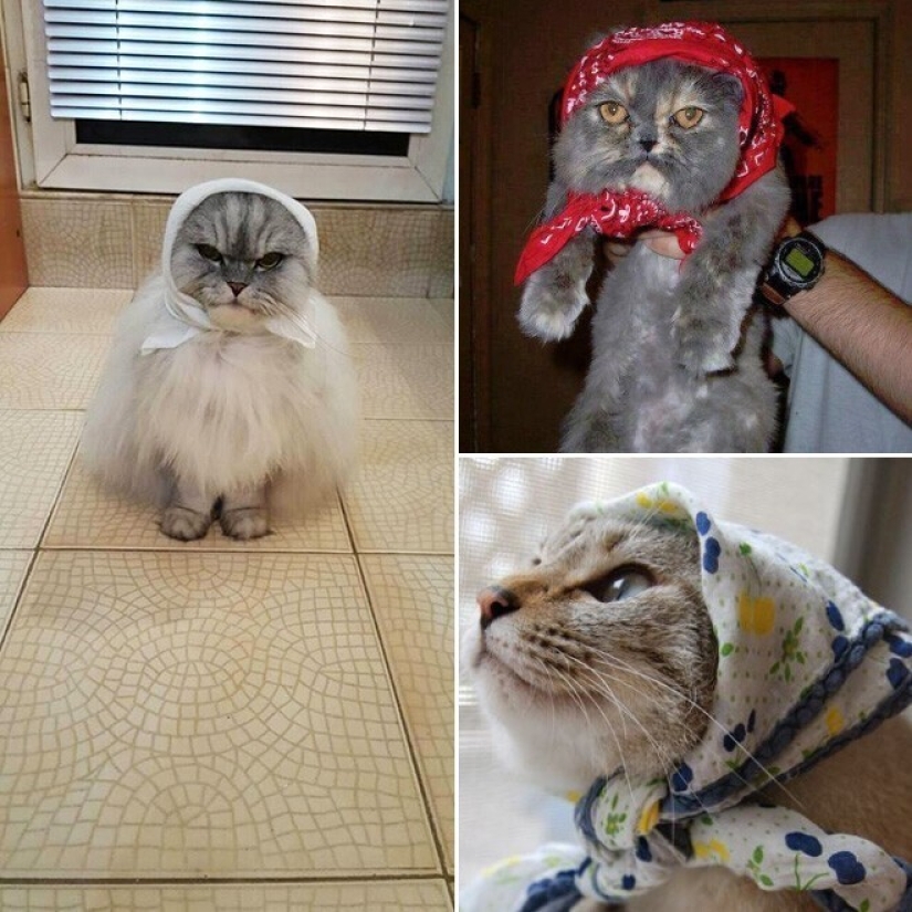 22 cute cats in headscarves 22 cute cats in headscarves