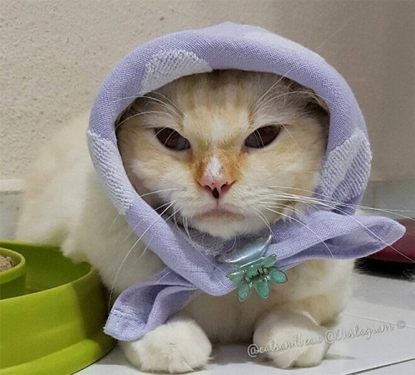 22 cute cats in headscarves 22 cute cats in headscarves