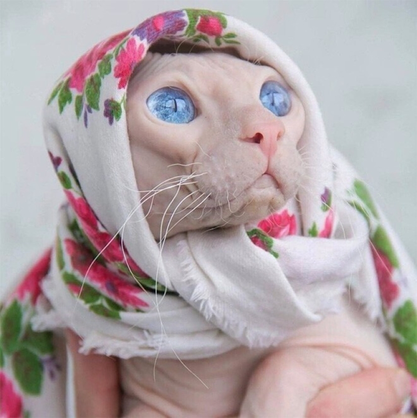22 cute cats in headscarves 22 cute cats in headscarves