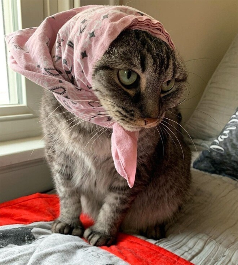 22 cute cats in headscarves 22 cute cats in headscarves