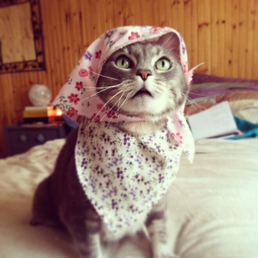22 cute cats in headscarves 22 cute cats in headscarves
