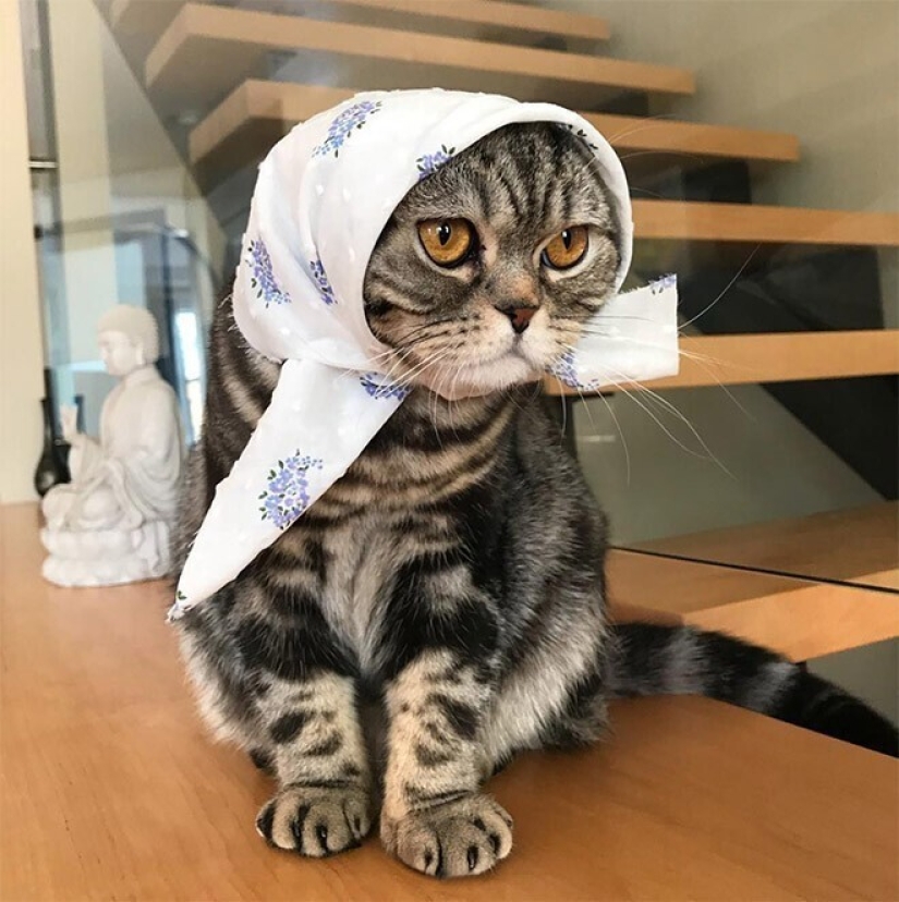 22 cute cats in headscarves 22 cute cats in headscarves