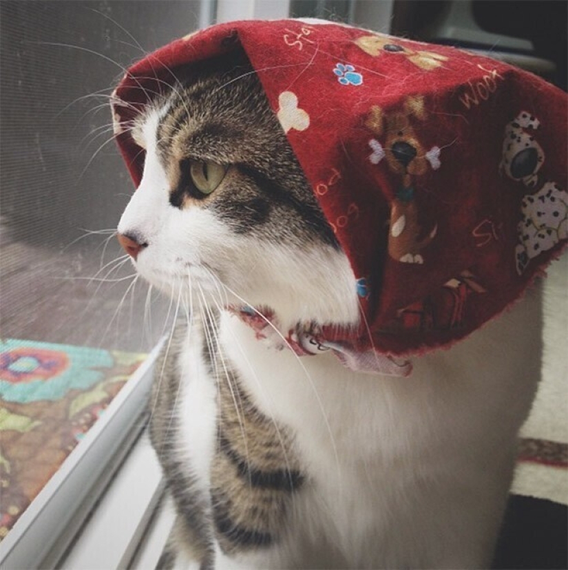 22 cute cats in headscarves 22 cute cats in headscarves