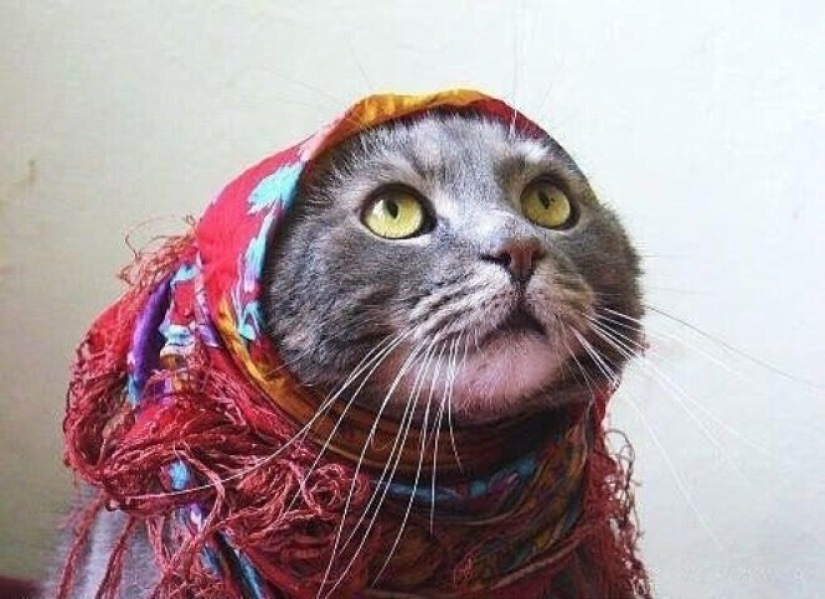 22 cute cats in headscarves 22 cute cats in headscarves