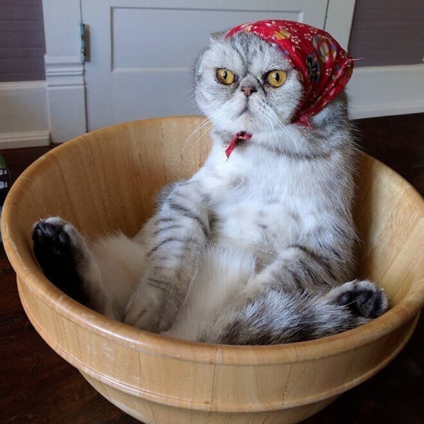 22 cute cats in headscarves 22 cute cats in headscarves
