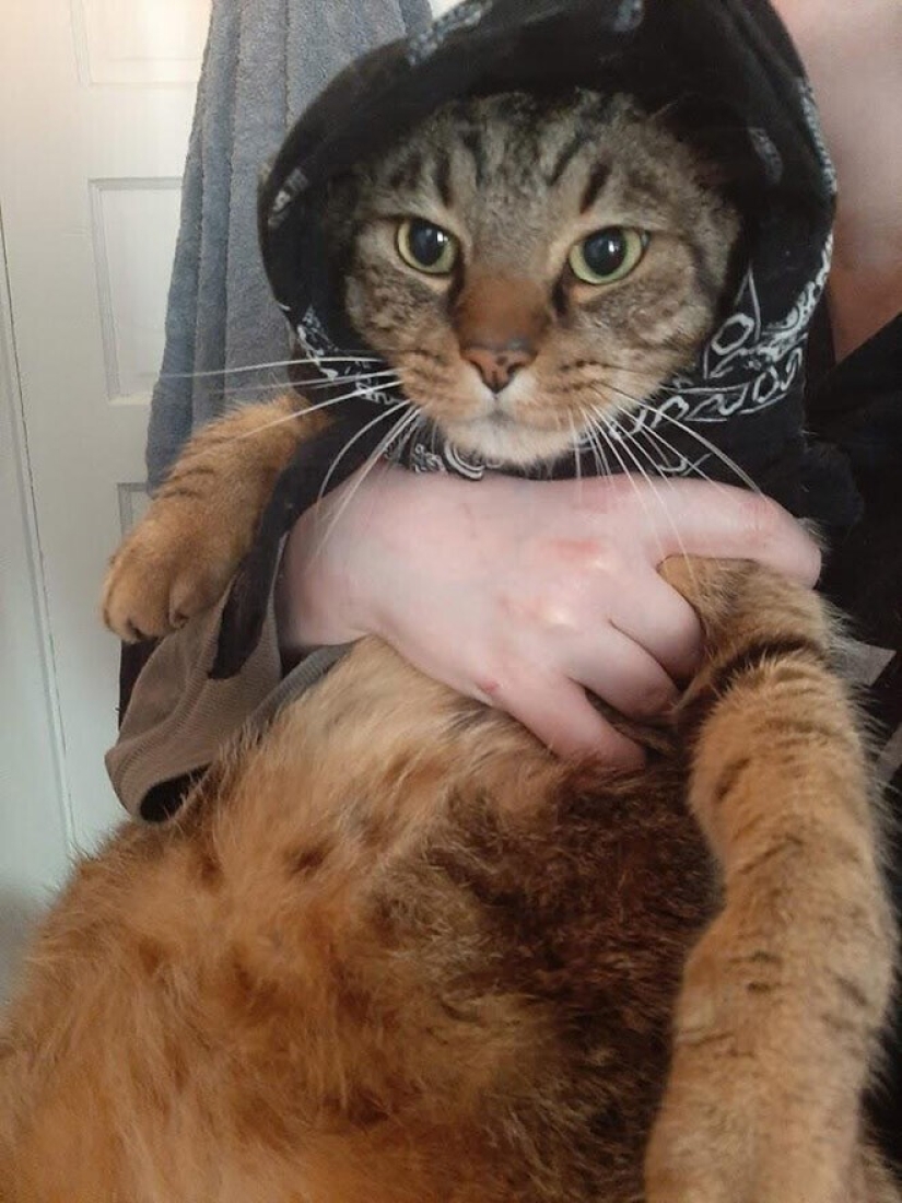 22 cute cats in headscarves 22 cute cats in headscarves