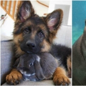 22 cute photos of animals that will get rid of any spleen