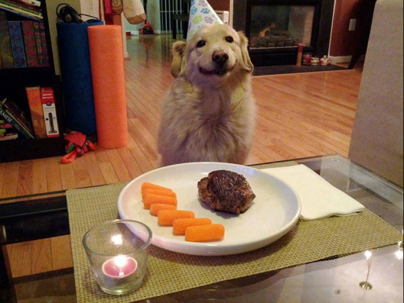 22 cute photos of dogs on their birthday that will amuse you