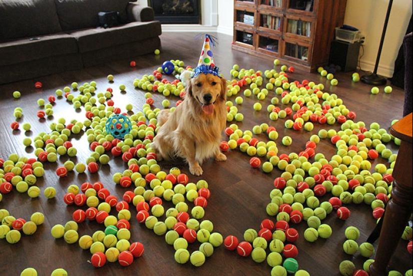 22 cute photos of dogs on their birthday that will amuse you