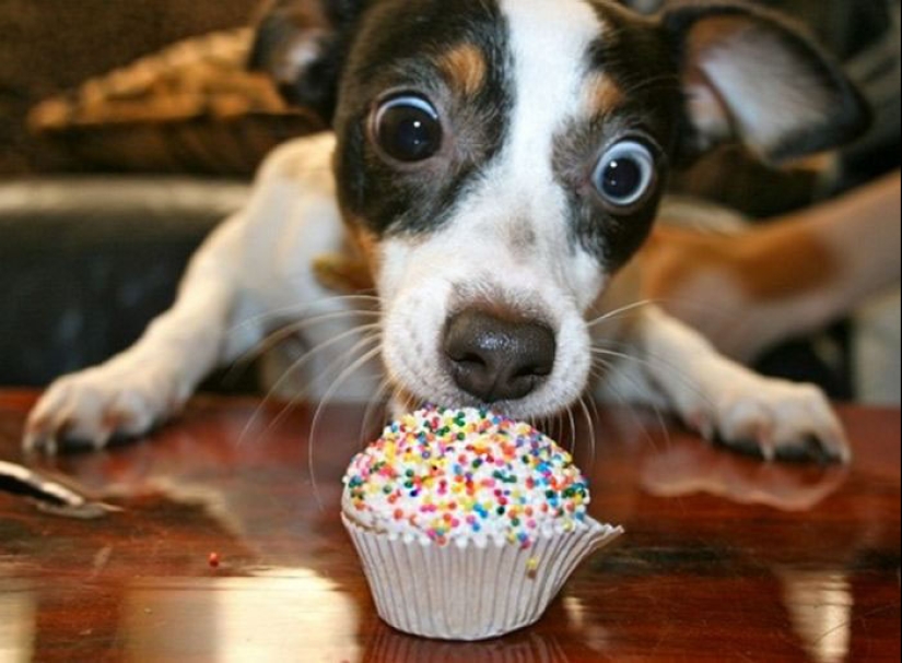 22 cute photos of dogs on their birthday that will amuse you