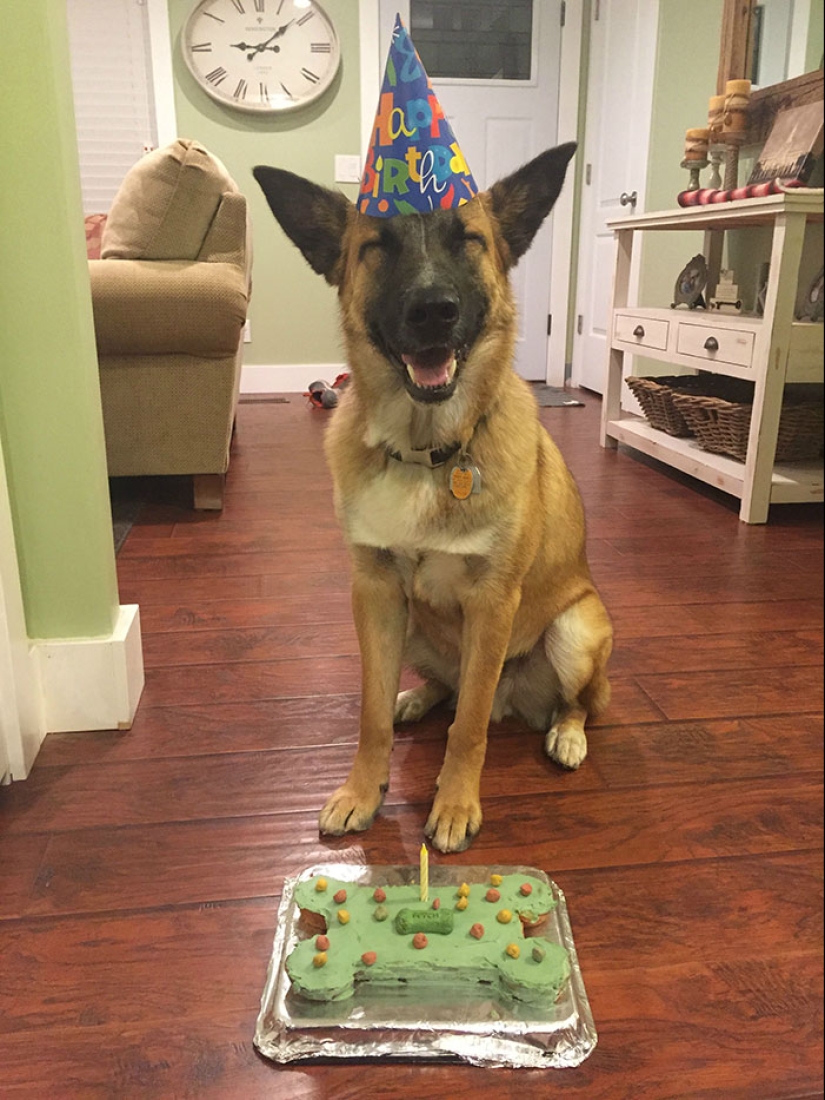 22 cute photos of dogs on their birthday that will amuse you