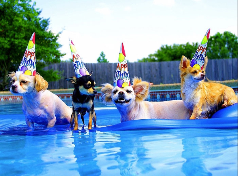 22 cute photos of dogs on their birthday that will amuse you