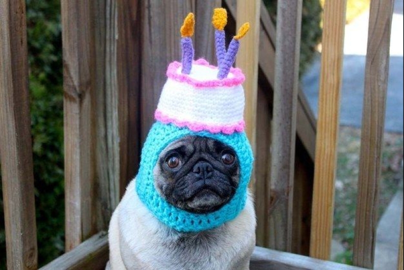 22 cute photos of dogs on their birthday that will amuse you