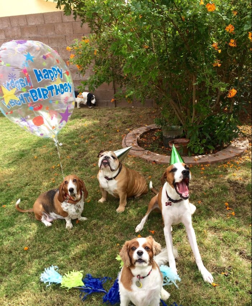 22 cute photos of dogs on their birthday that will amuse you