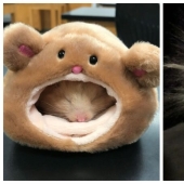 22 cute photos of hamsters that will make you smile
