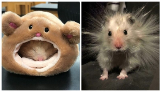 22 cute photos of hamsters that will make you smile