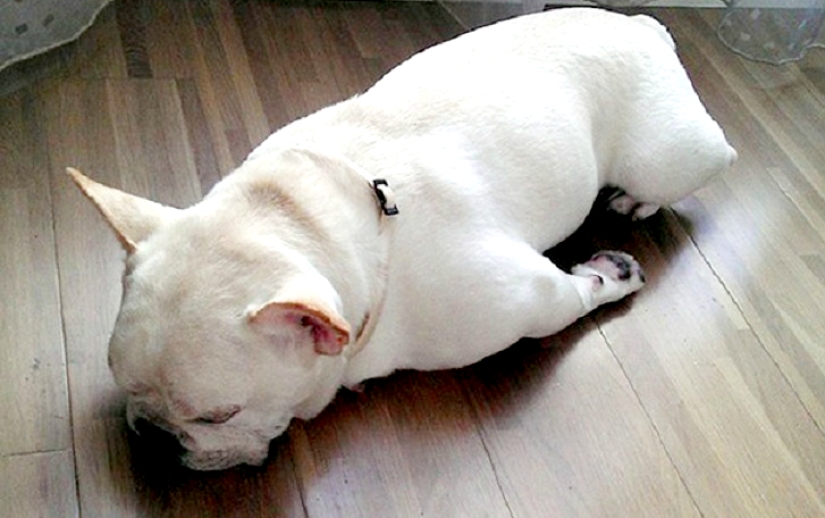 22 dogs that can sleep anywhere, anytime! 22 dogs that can sleep anywhere, anytime!