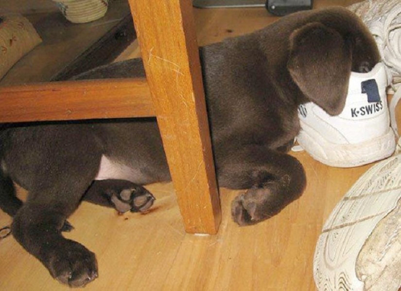 22 dogs that can sleep anywhere, anytime! 22 dogs that can sleep anywhere, anytime!