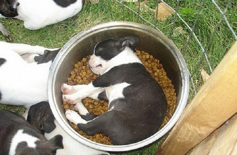 22 dogs that can sleep anywhere, anytime! 22 dogs that can sleep anywhere, anytime!