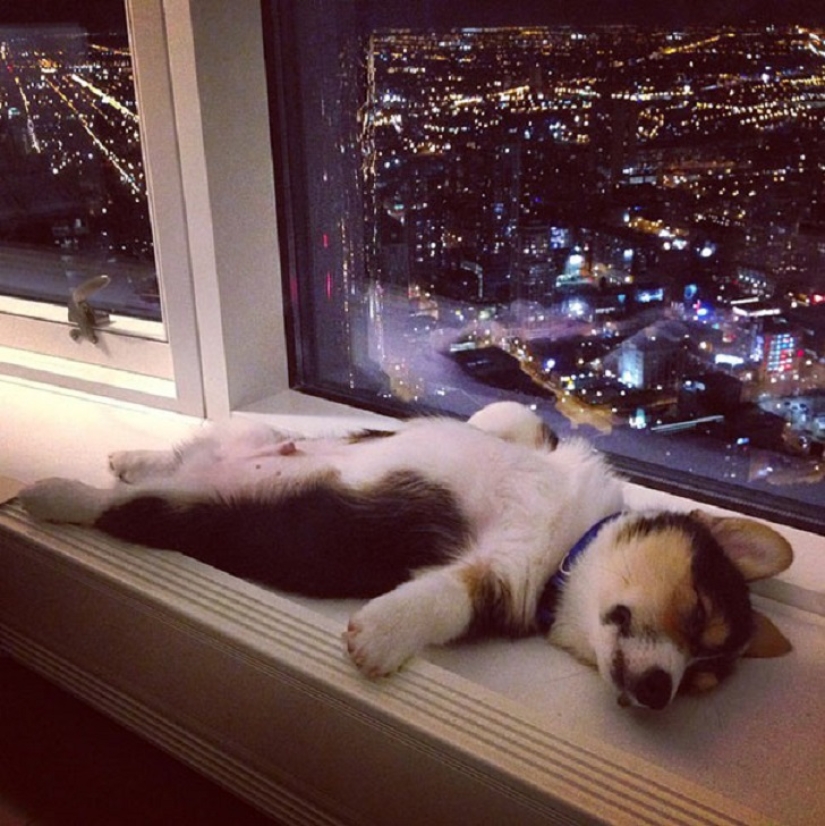 22 dogs that can sleep anywhere, anytime! 22 dogs that can sleep anywhere, anytime!