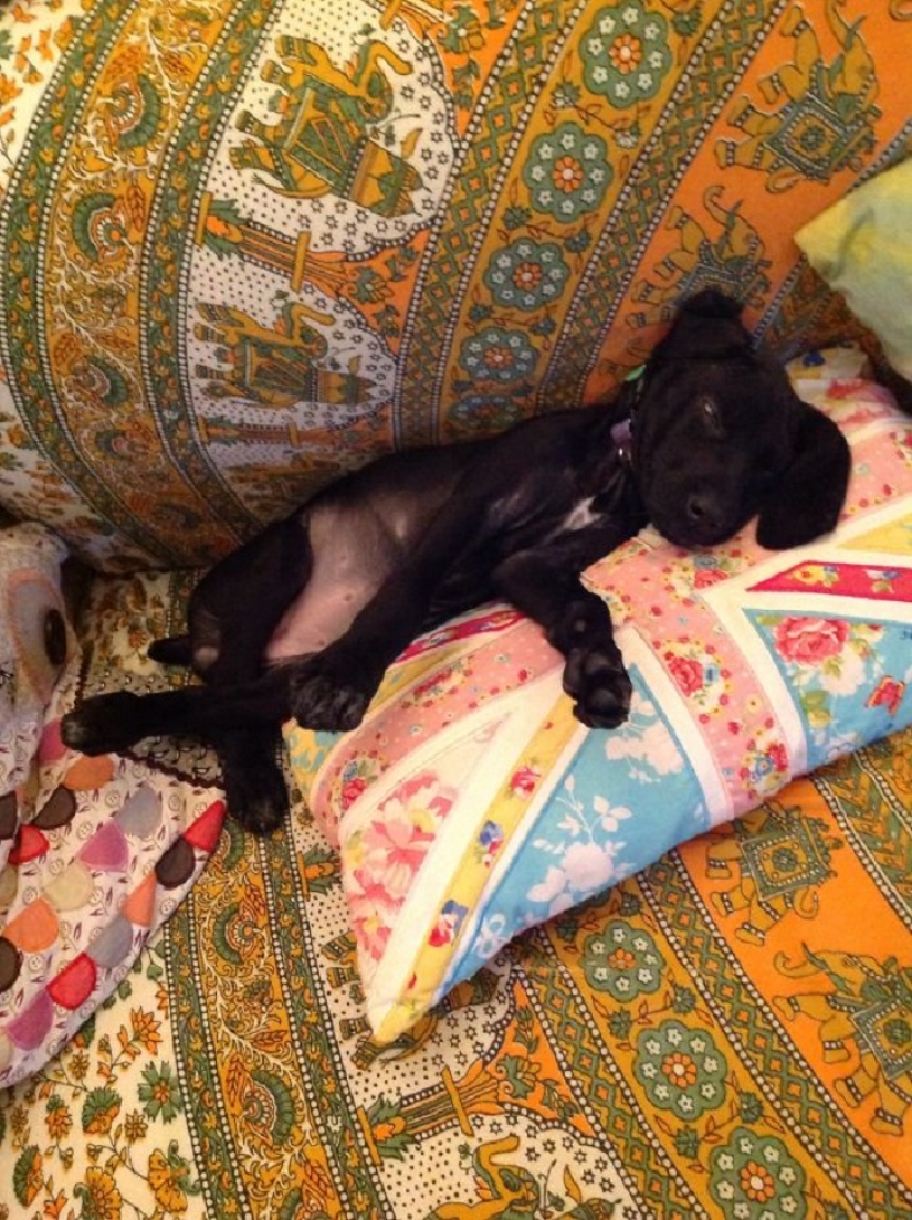 22 dogs that can sleep anywhere, anytime! 22 dogs that can sleep anywhere, anytime!
