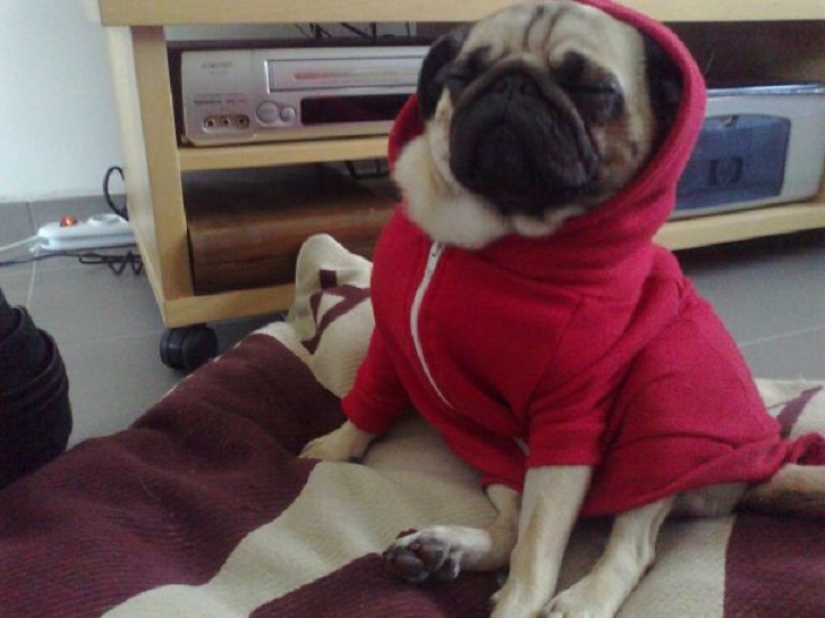 22 dogs that can sleep anywhere, anytime! 22 dogs that can sleep anywhere, anytime!