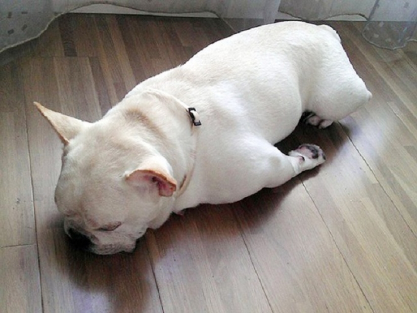 22 dogs that can sleep anywhere, anytime! 22 dogs that can sleep anywhere, anytime!
