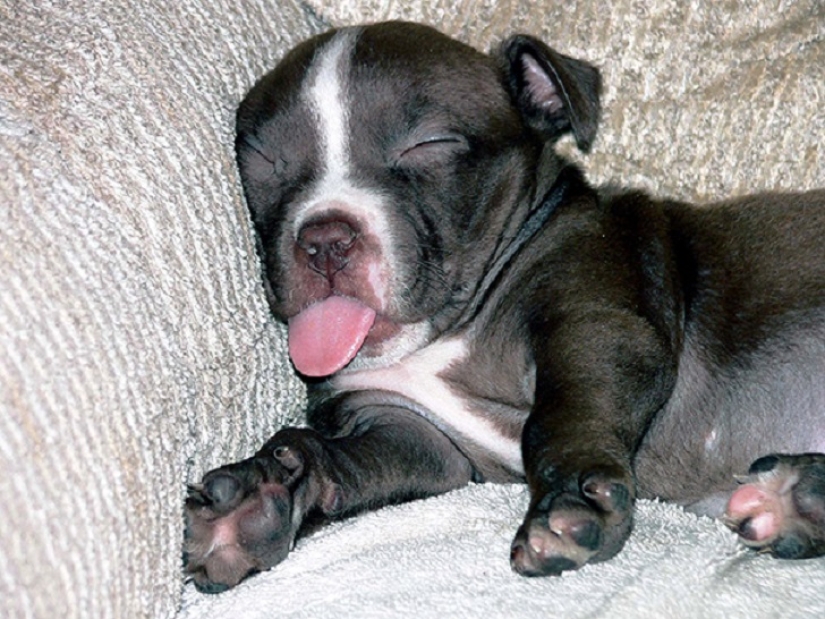 22 dogs that can sleep anywhere, anytime! 22 dogs that can sleep anywhere, anytime!