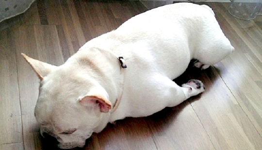 22 dogs that can sleep anywhere, anytime!