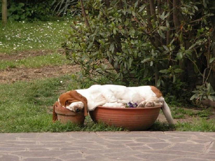 22 dogs that can sleep anywhere, anytime! 22 dogs that can sleep anywhere, anytime!