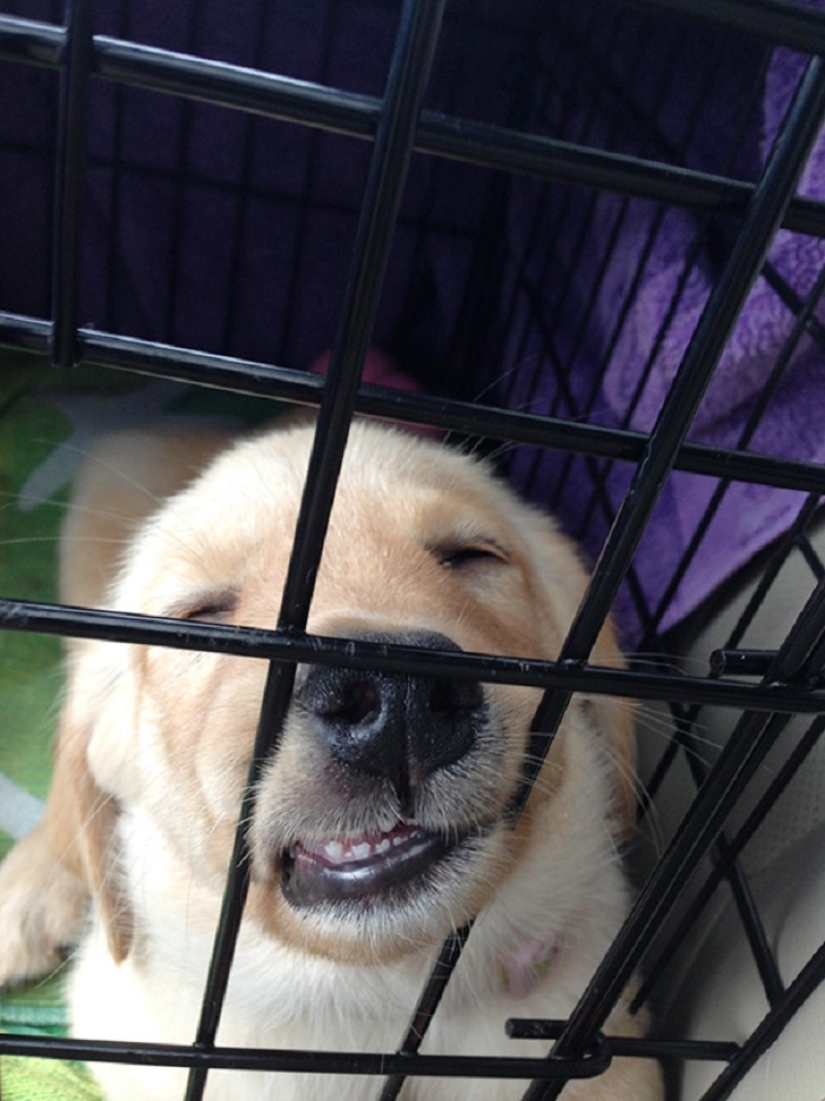 22 dogs that can sleep anywhere, anytime! 22 dogs that can sleep anywhere, anytime!