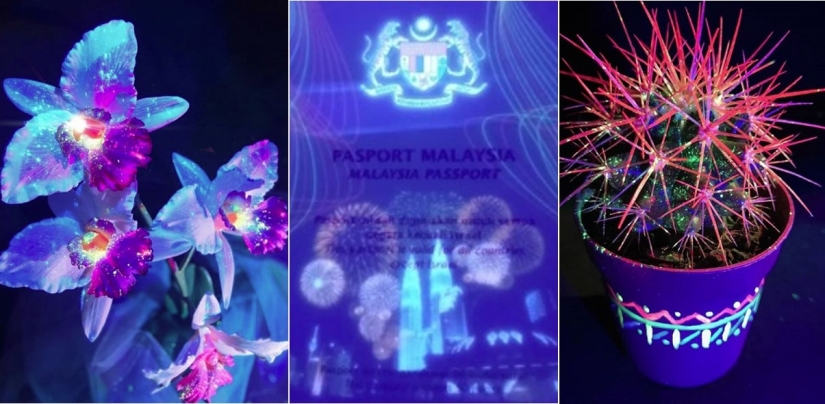 22 ejemplos de cómo el mundo circundante cambia bajo una lámpara ultravioleta 22 ejemplos de cómo el mundo circundante cambia bajo una lámpara ultravioleta