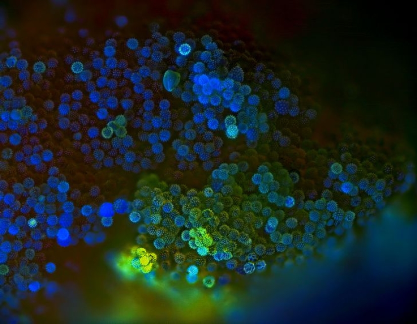 22 ejemplos de cómo el mundo circundante cambia bajo una lámpara ultravioleta 22 ejemplos de cómo el mundo circundante cambia bajo una lámpara ultravioleta