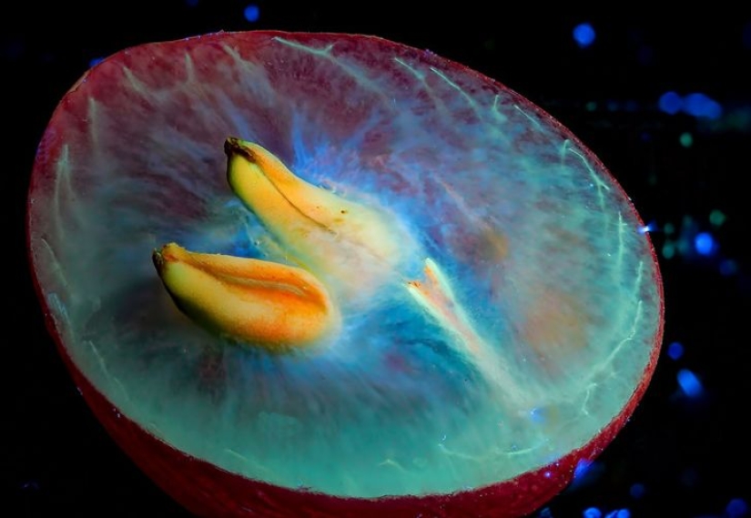 22 ejemplos de cómo el mundo circundante cambia bajo una lámpara ultravioleta 22 ejemplos de cómo el mundo circundante cambia bajo una lámpara ultravioleta