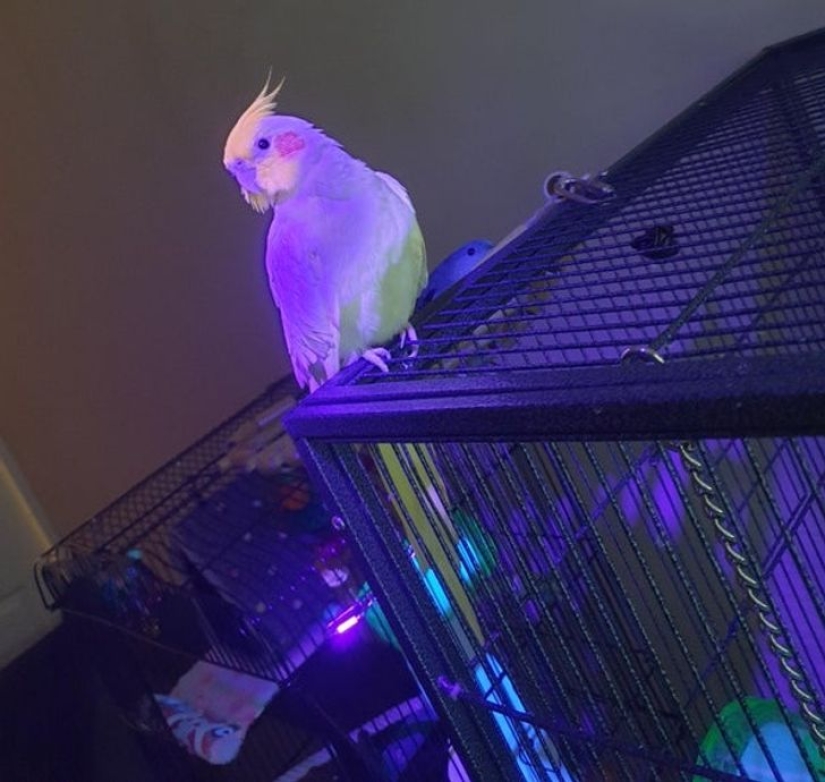 22 ejemplos de cómo el mundo circundante cambia bajo una lámpara ultravioleta 22 ejemplos de cómo el mundo circundante cambia bajo una lámpara ultravioleta