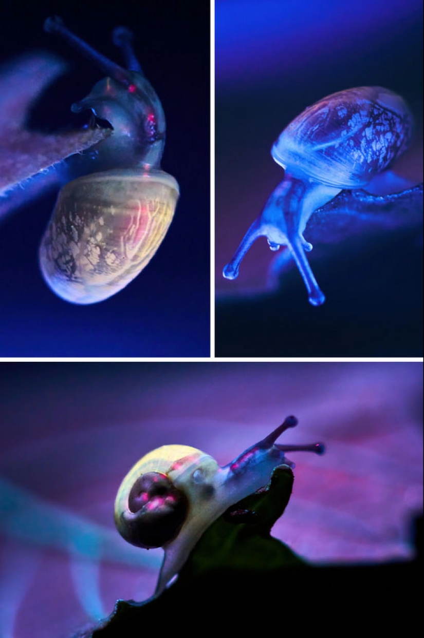 22 ejemplos de cómo el mundo circundante cambia bajo una lámpara ultravioleta 22 ejemplos de cómo el mundo circundante cambia bajo una lámpara ultravioleta