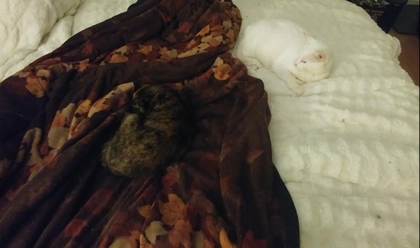 22 example of masking, which is difficult to explain the coincidence 22 example of masking, which is difficult to explain the coincidence