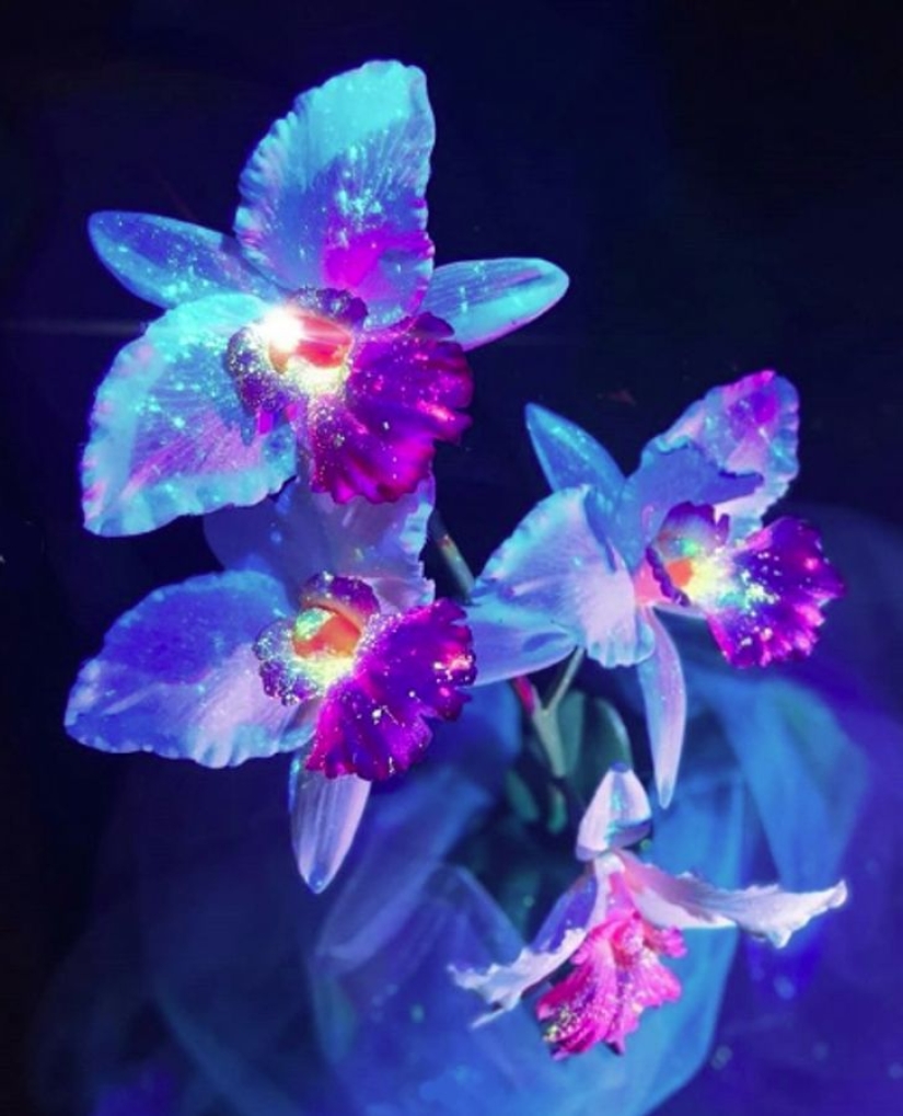 22 examples of how the surrounding world changes under an ultraviolet lamp 22 examples of how the surrounding world changes under an ultraviolet lamp