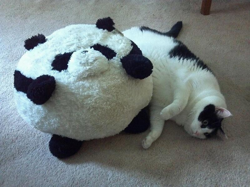 22 fat cats that are guaranteed to cheer you up