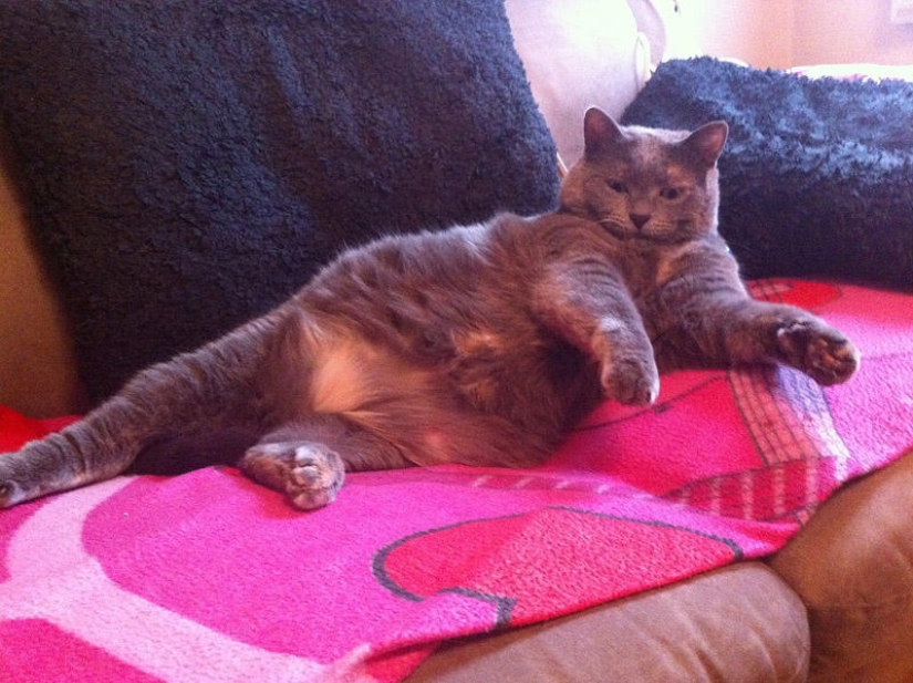 22 fat cats that are guaranteed to cheer you up