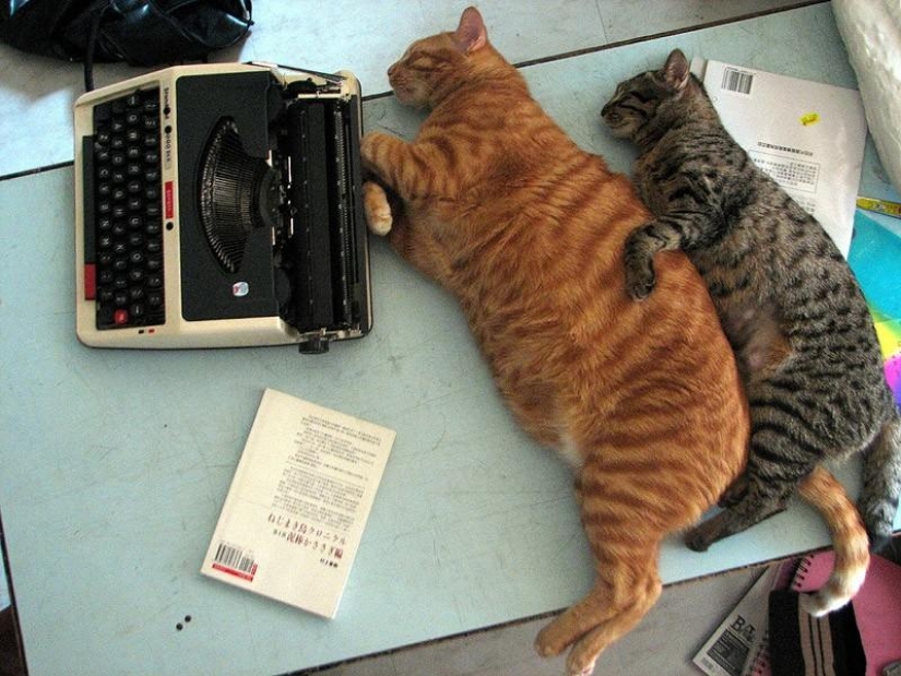 22 fat cats that are guaranteed to cheer you up