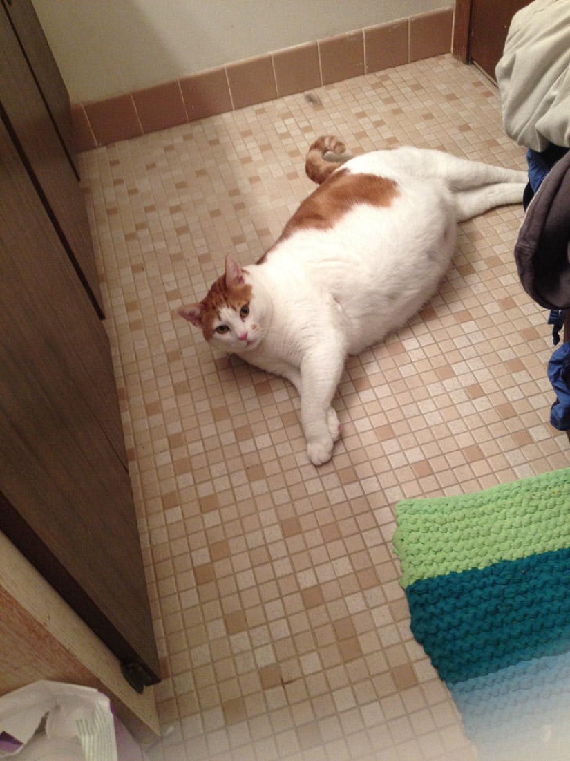 22 fat cats that are guaranteed to cheer you up