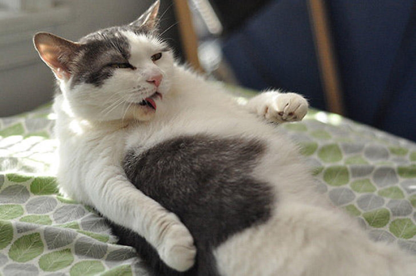 22 fat cats that are guaranteed to cheer you up