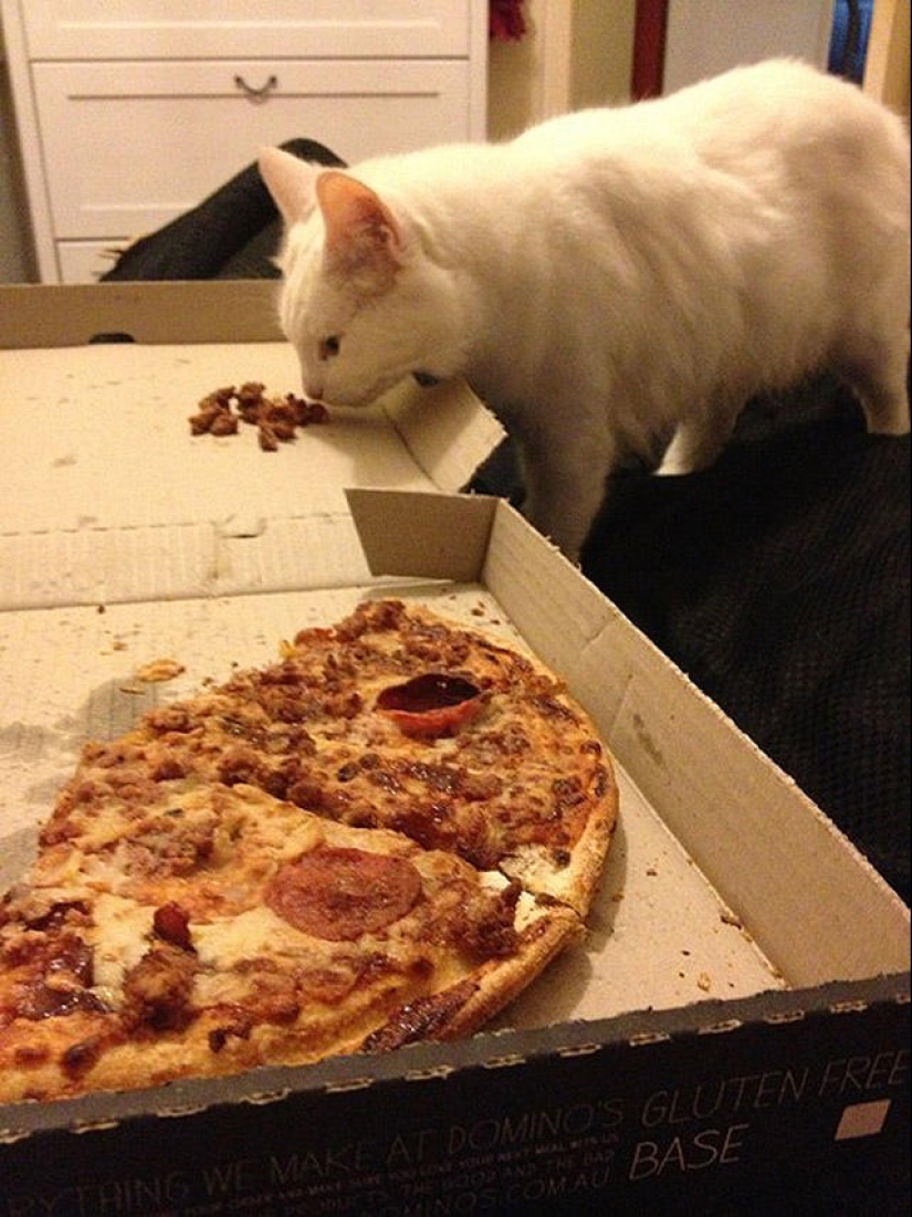 22 fat cats that are guaranteed to cheer you up